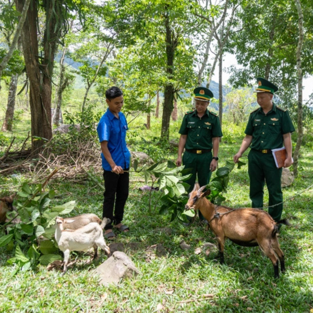 Quỹ Đầu Tư Khởi Nghiệp Từ Cặp Dê Giống Của Lính Biên Phòng Quảng Trị